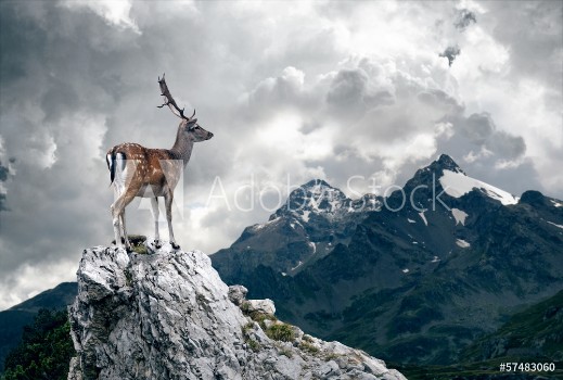 Picture of Lonely Deer